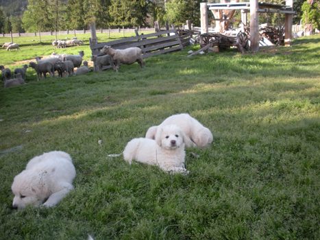 Maremma cross puppies sales for sale